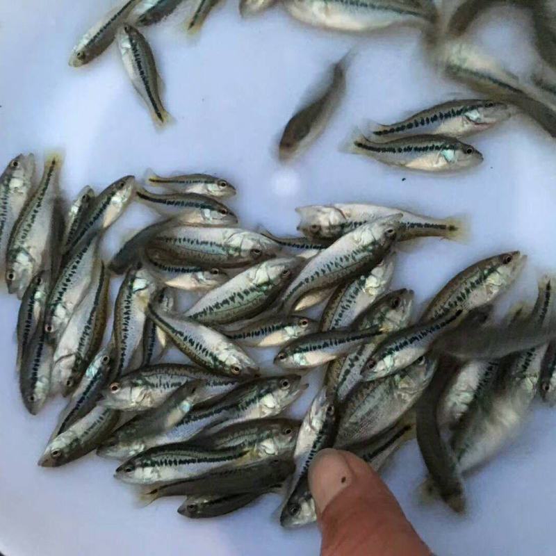 鲈鱼苗加州鲈鱼苗已驯化吃料鲈鱼苗大小规格齐全苗场直供
