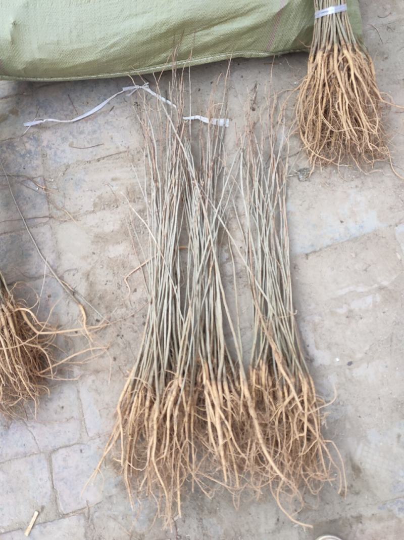 紫穗槐苗分级现场地径0.4/0.6cm规格齐全价格优惠