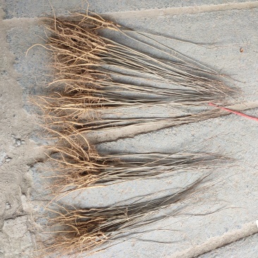 紫穗槐苗分级现场地径0.4/0.6cm规格齐全价格优惠
