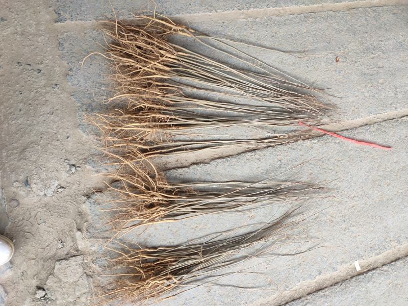 紫穗槐苗分级现场地径0.4/0.6cm规格齐全价格优惠