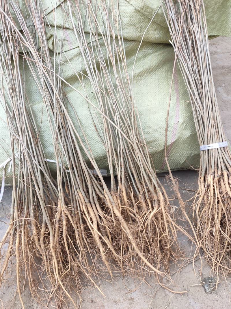 紫穗槐苗分级现场地径0.4/0.6cm规格齐全价格优惠
