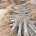 紫穗槐苗分级现场地径0.4/0.6cm规格齐全价格优惠