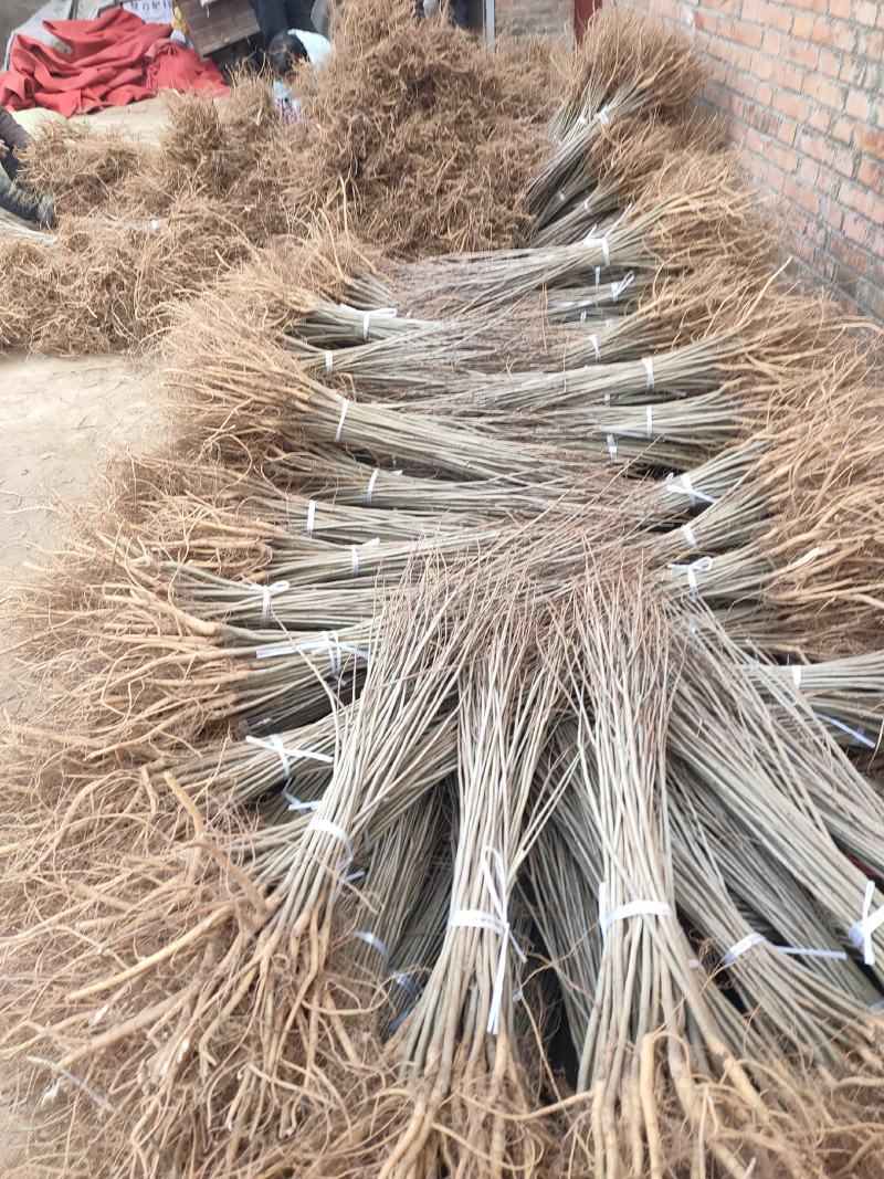 紫穗槐苗分级现场地径0.4/0.6cm规格齐全价格优惠