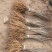 紫穗槐苗分级现场地径0.4/0.6cm规格齐全价格优惠