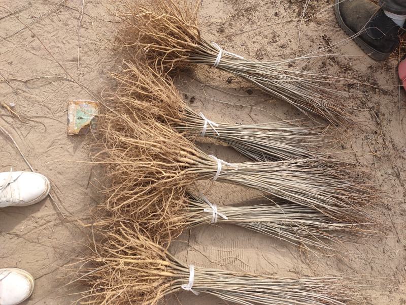 紫穗槐苗分级现场地径0.4/0.6cm规格齐全价格优惠