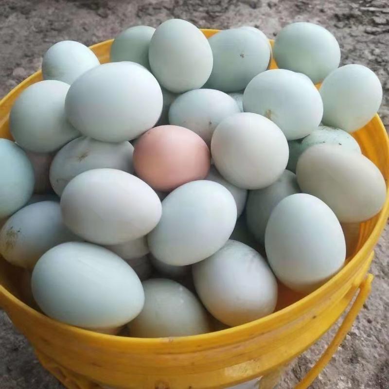 包邮广西融安山林散养土鸡蛋绿壳鸡蛋混装支持一件代发