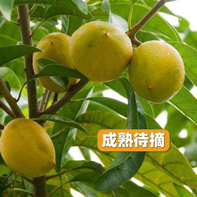 广西正宗蛋黄果苗基地直发南方庭院盆栽地栽种植耀堂仙桃苗带
