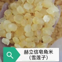 皂角米（雪莲子）无硫大籽加糖小籽拨打或聊一聊更哦