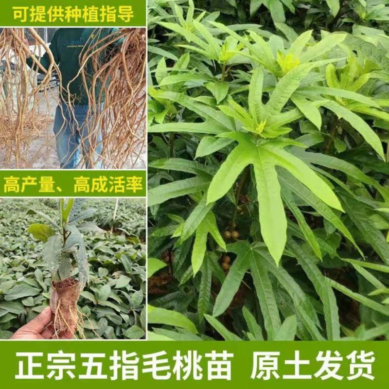 广西五指毛桃苗五指毛桃树苗南方庭院种植苗好种易活带土