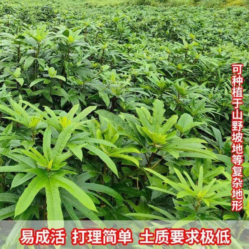 广西五指毛桃苗五指毛桃树苗南方庭院种植苗好种易活带土