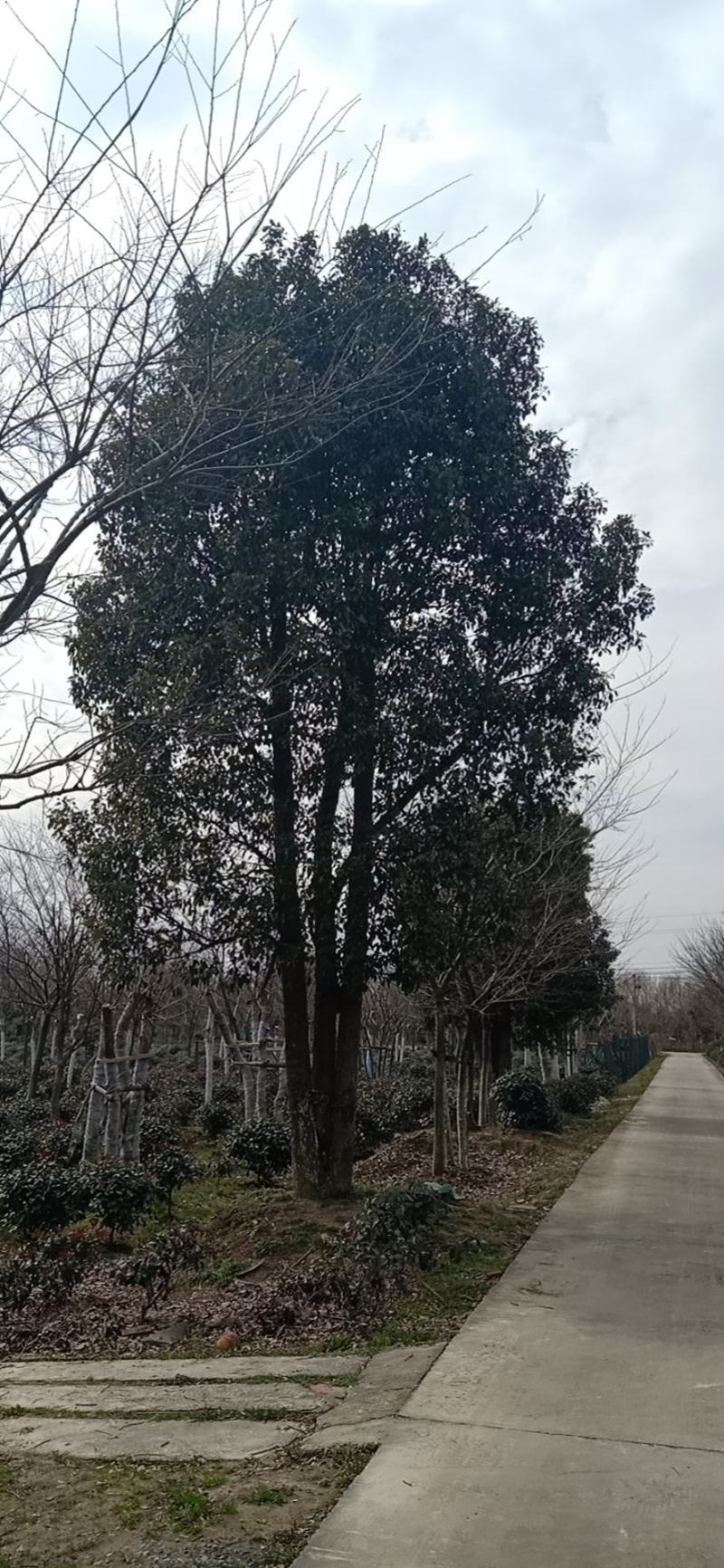 众生香樟3/6杆，单杆有量供应拼裁和原生