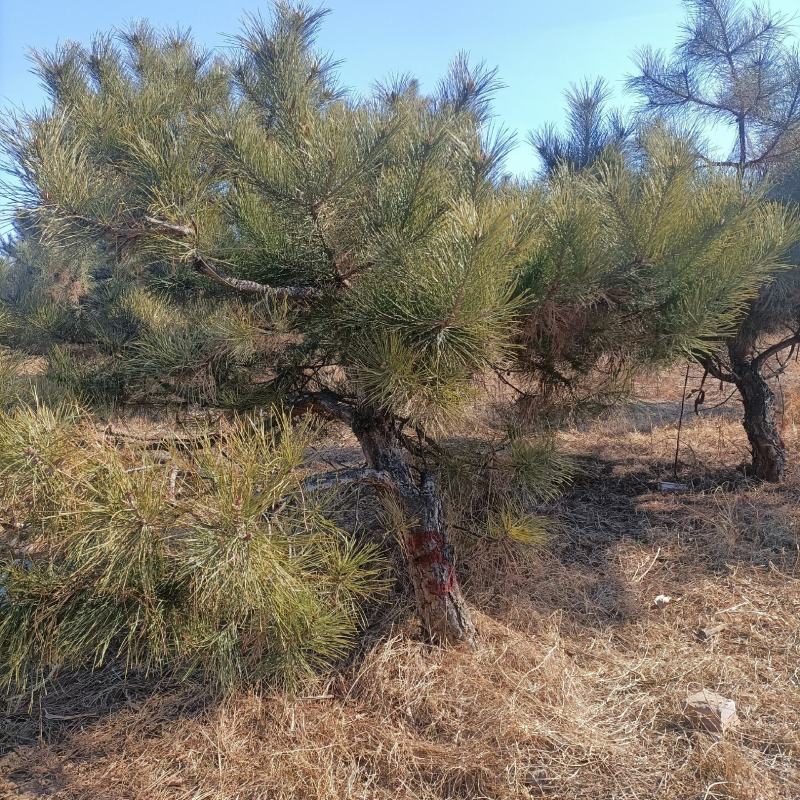 造型油松胚子地经12公分到15公分适合盆栽。公园小区美化