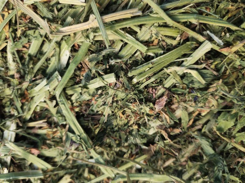 苜蓿草行情产地种植数量很多蛋白高水分低