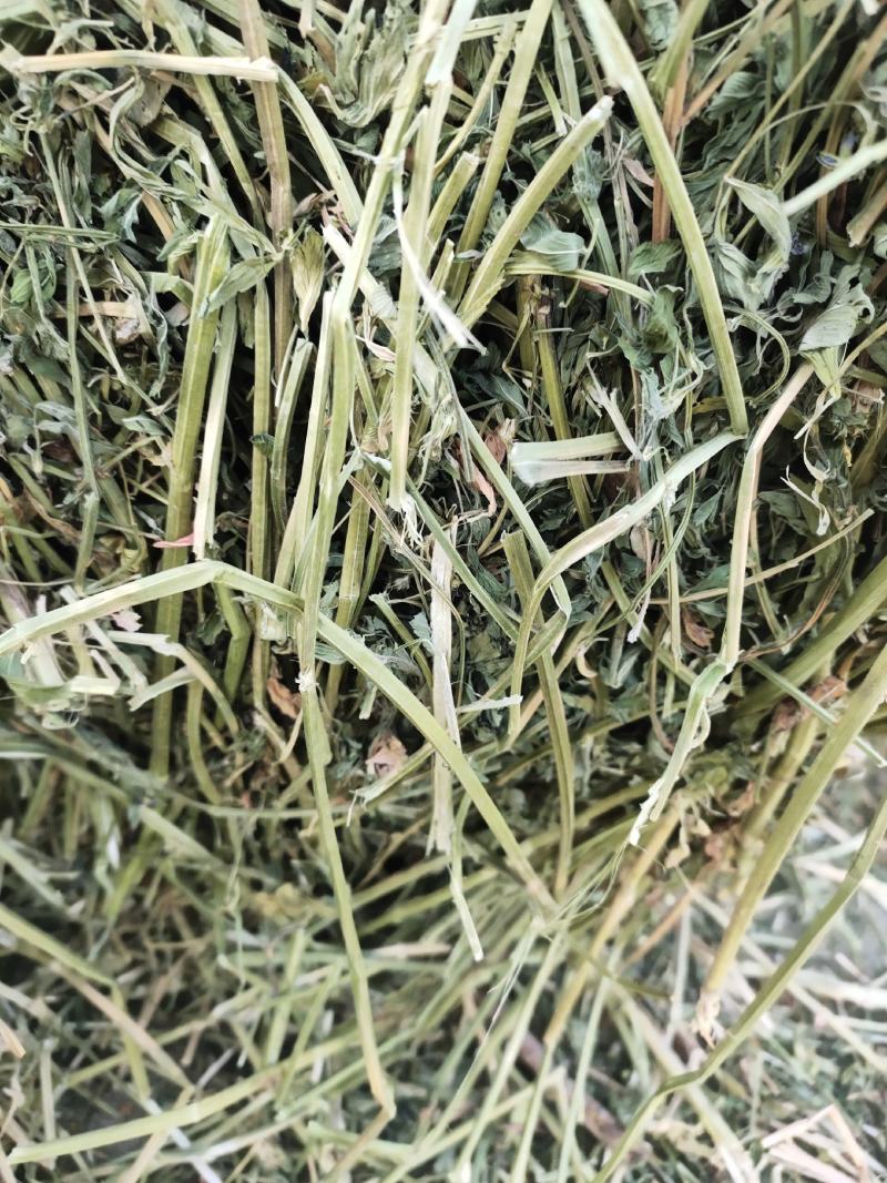 苜蓿草行情产地种植数量很多蛋白高水分低