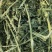 苜蓿草行情产地种植数量很多蛋白高水分低