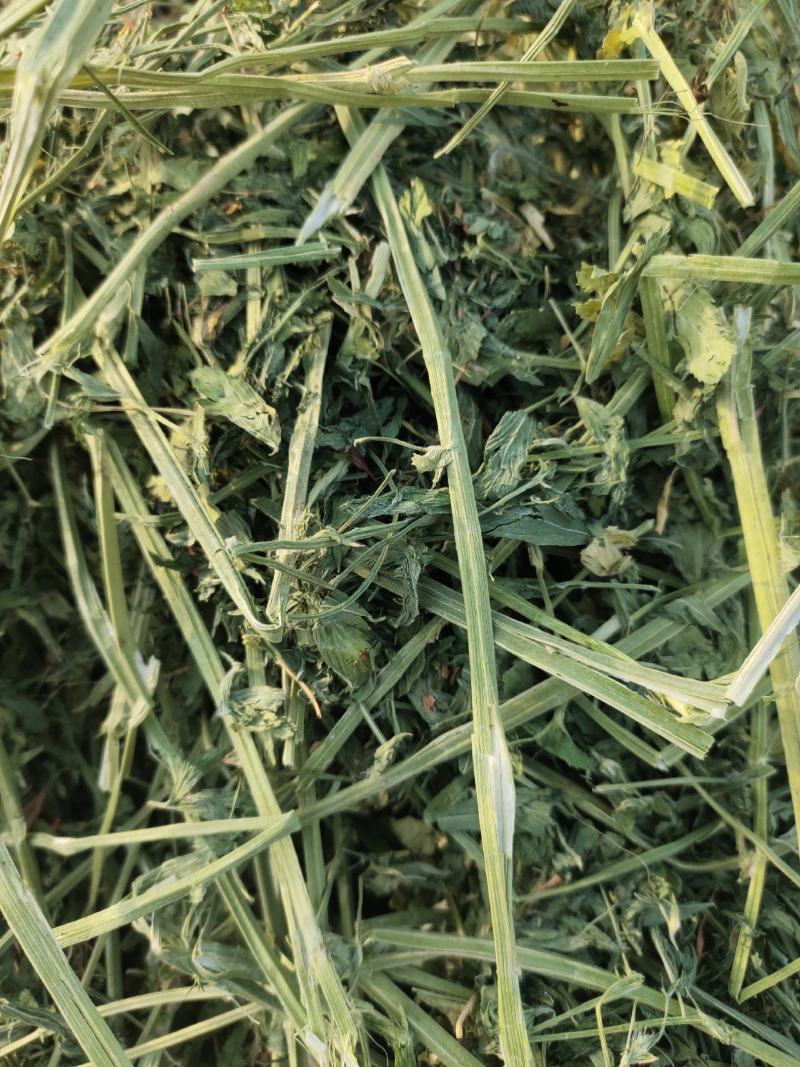苜蓿草行情产地种植数量很多蛋白高水分低