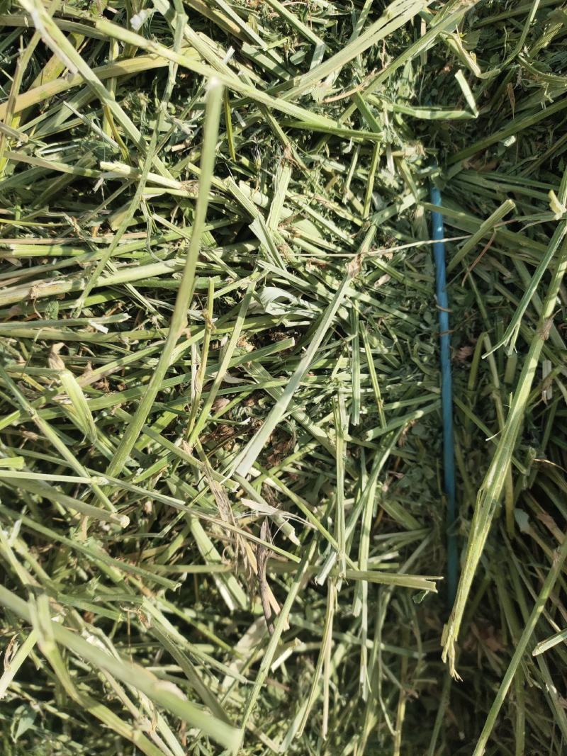 苜蓿草行情产地种植数量很多蛋白高水分低