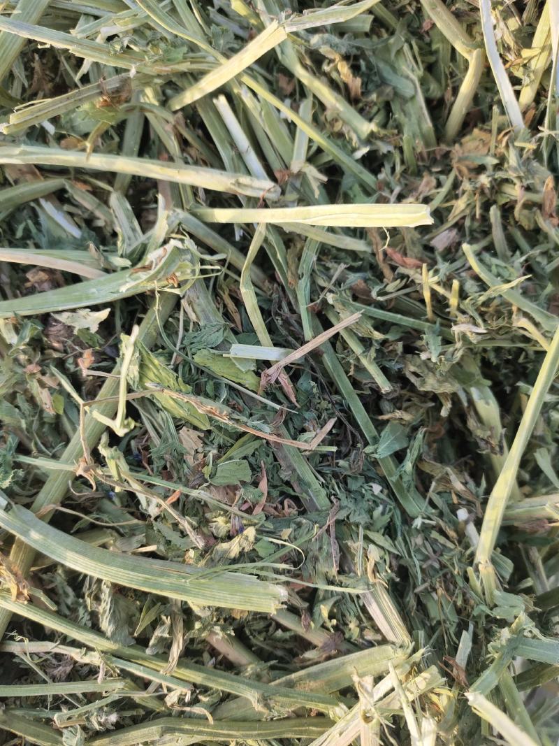 苜蓿草行情产地种植数量很多蛋白高水分低