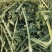 苜蓿草行情产地种植数量很多蛋白高水分低