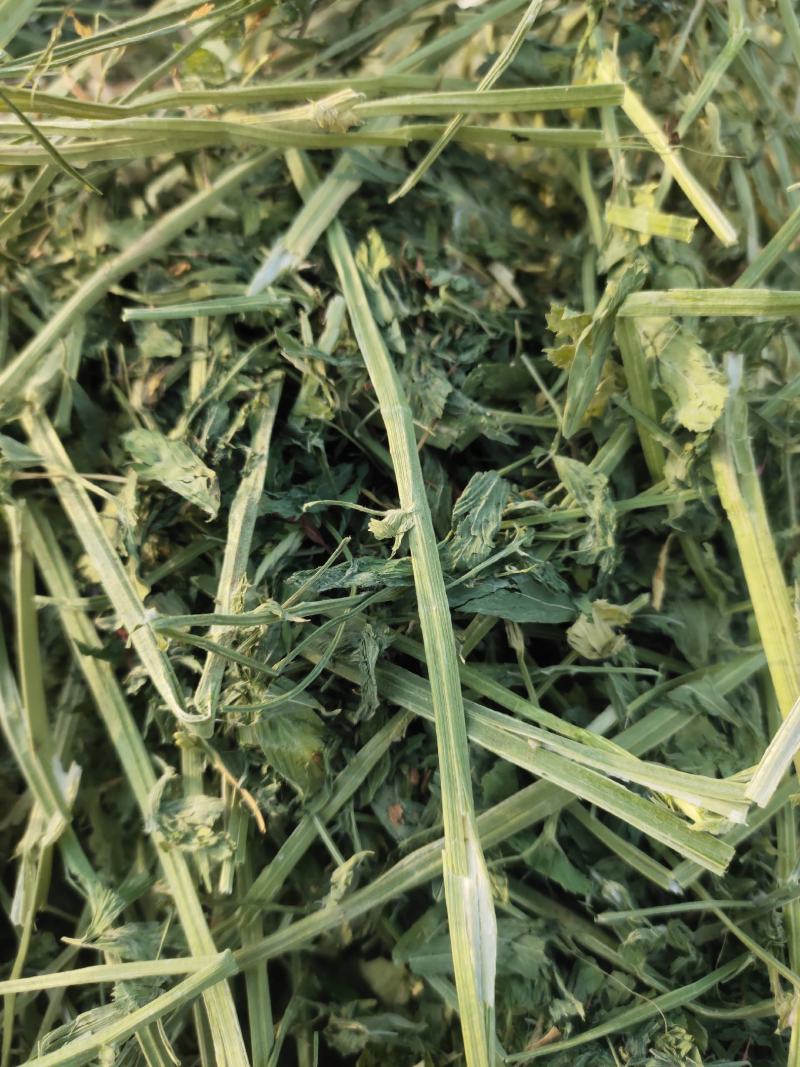 苜蓿草行情产地种植数量很多蛋白高水分低