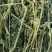 苜蓿草行情产地种植数量很多蛋白高水分低