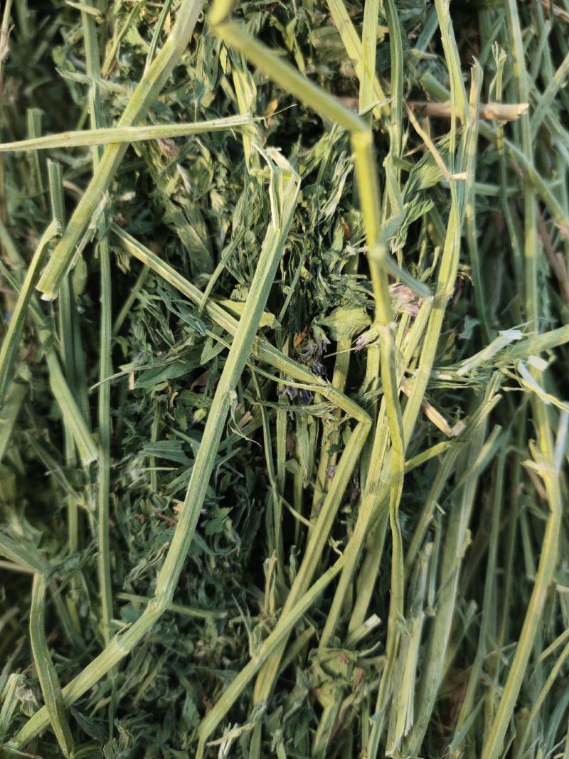 苜蓿草行情产地种植数量很多蛋白高水分低
