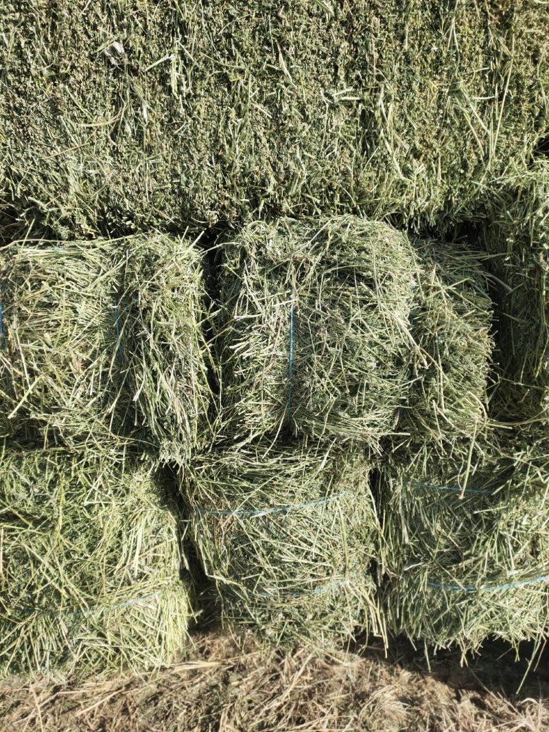 苜蓿草行情产地种植数量很多蛋白高水分低
