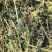 苜蓿草行情产地种植数量很多蛋白高水分低