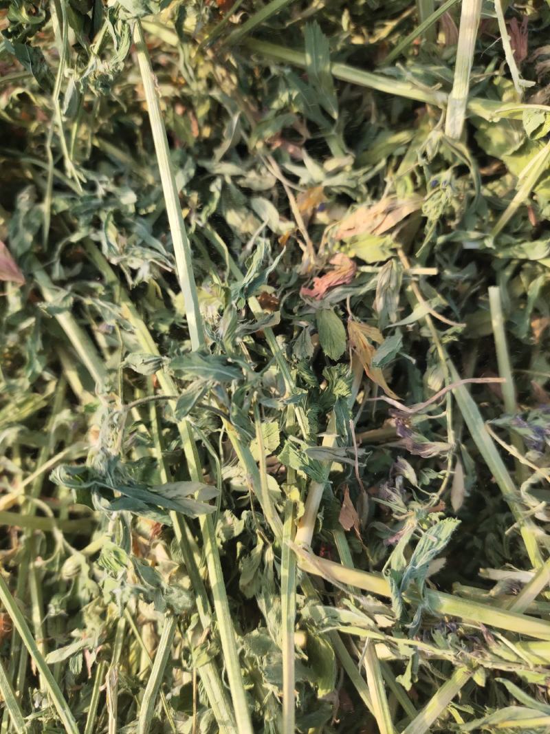 苜蓿草行情产地种植数量很多蛋白高水分低