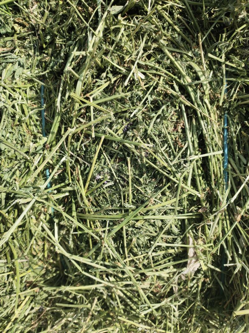苜蓿草行情产地种植数量很多蛋白高水分低
