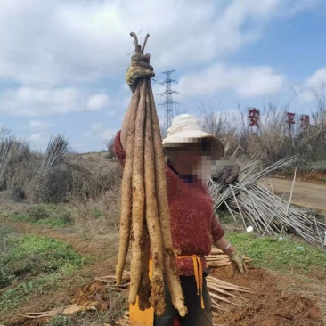 槐山100吨，质量如图，有需要的老板抓紧，价格合适。