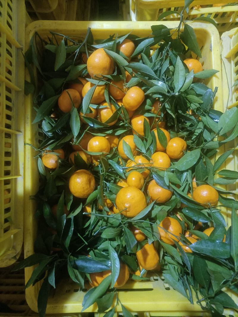 果面干净，口感好，果皮成黄色，肉质细嫩化渣，货源充足