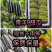 山东博洋9甜瓜，新鲜现货供应脆甜可口，视频看货欢迎选购