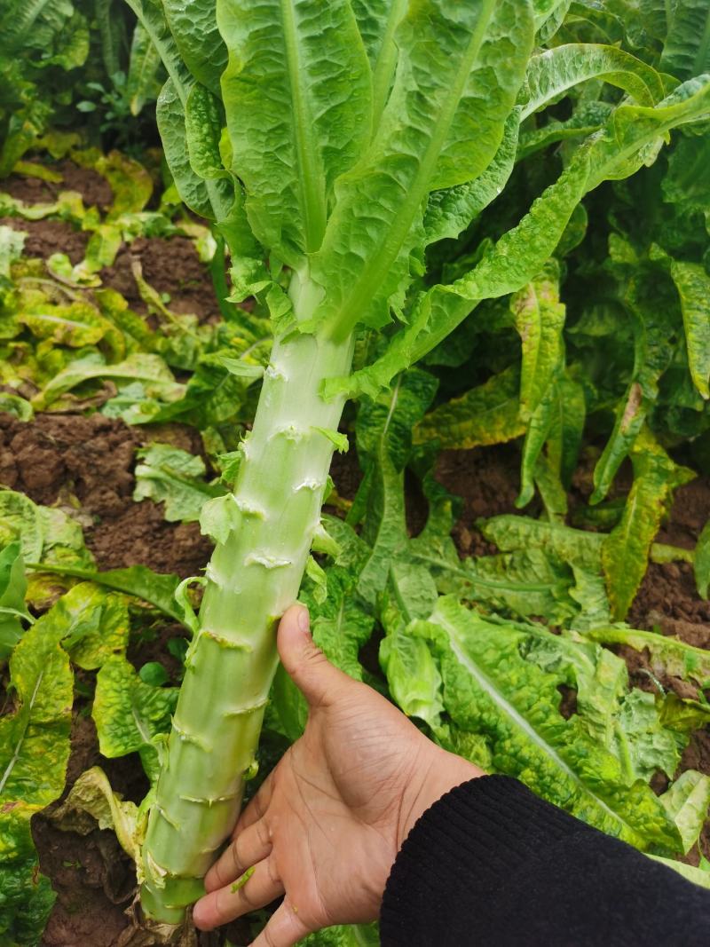 青皮红叶莴笋大量上市，物美价廉，产地直发，协助找车