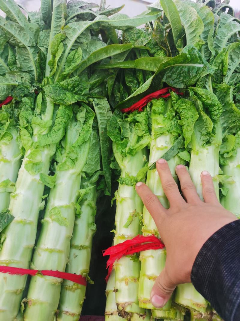 青皮红叶莴笋大量上市，物美价廉，产地直发，协助找车