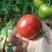 普罗旺斯西红柿赶集小柿子水果番茄一件代发快递团购礼盒包装