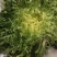 我要卖苦菊