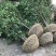 桂花树，从生桂花树，冠1一3米