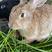 桃园山散养兔/吃自己种的草，山上打的水，纯原生态养