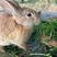 散养种兔/比利时兔/吃自己种的草，山上打的水，纯原生态养