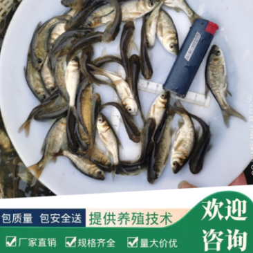 花鲢(大头苗包质、包量、包安全送达