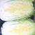 白菜，菊锦黄心大白菜，个头均匀，卷心结实，保质保量