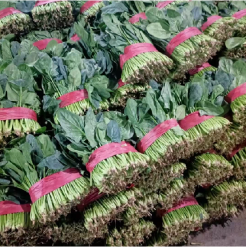 山东省聊城市万亩精品大叶菠菜，聊城专业代收