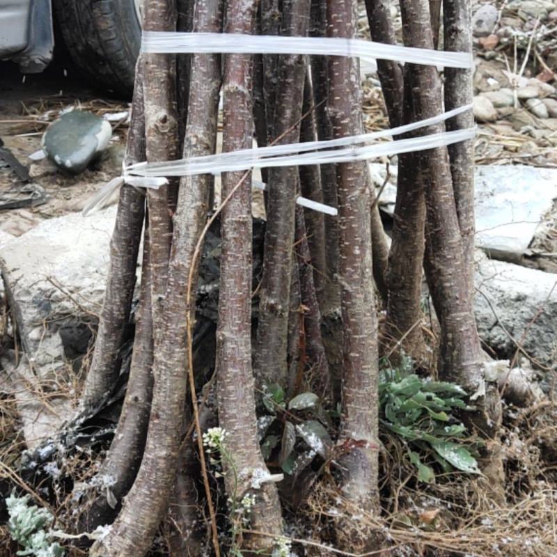 棠梨苗，海棠苗，杜梨苗，基地一手货源，量大价优