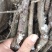 棠梨苗，海棠苗，杜梨苗，基地一手货源，量大价优