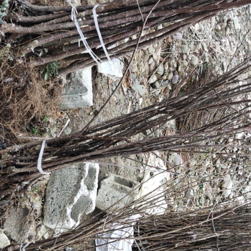 棠梨苗，海棠苗，杜梨苗，基地一手货源，量大价优