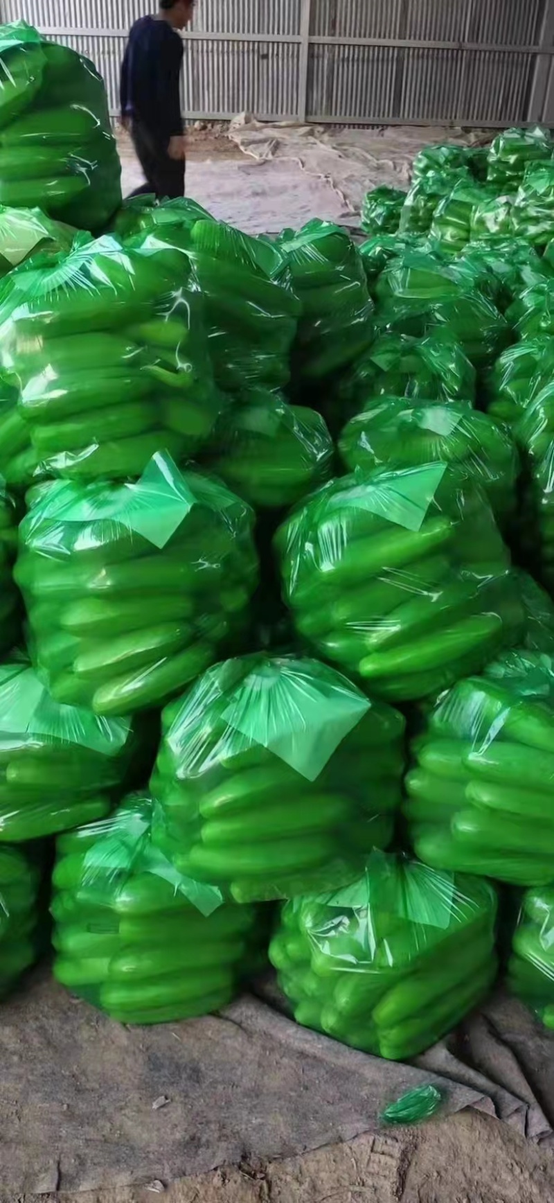 山东绿皮西葫芦可视频看质量量大货优提供任何包装