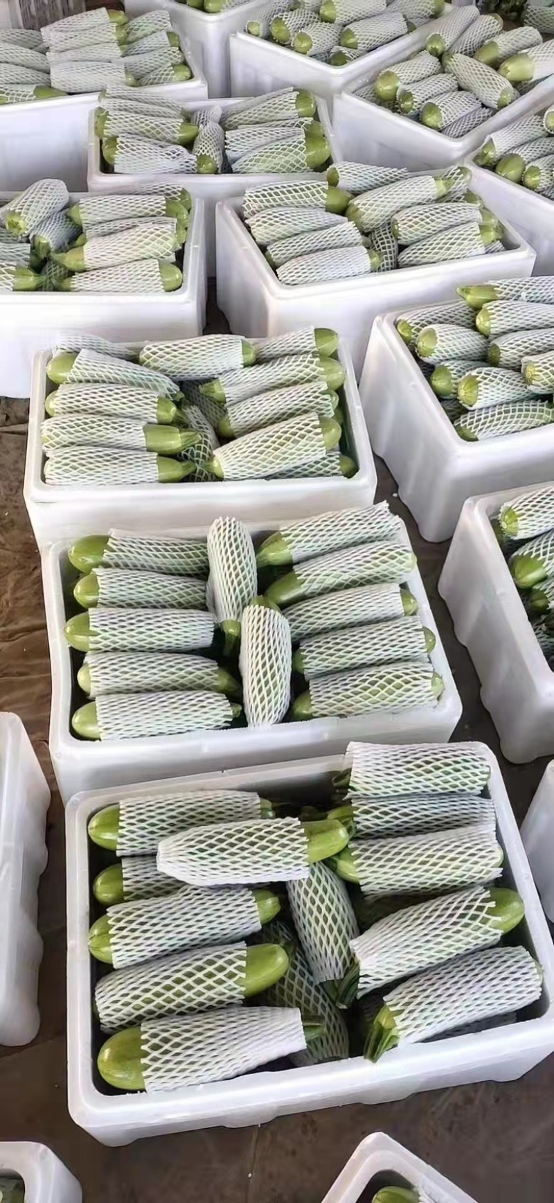 山东绿皮西葫芦可视频看质量量大货优提供任何包装