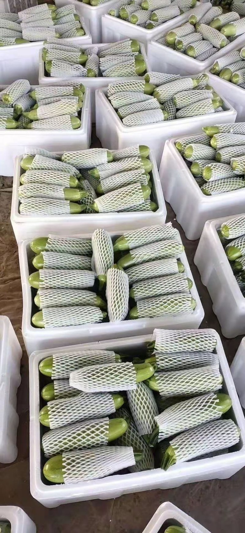 山东绿皮西葫芦可视频看质量量大货优提供任何包装