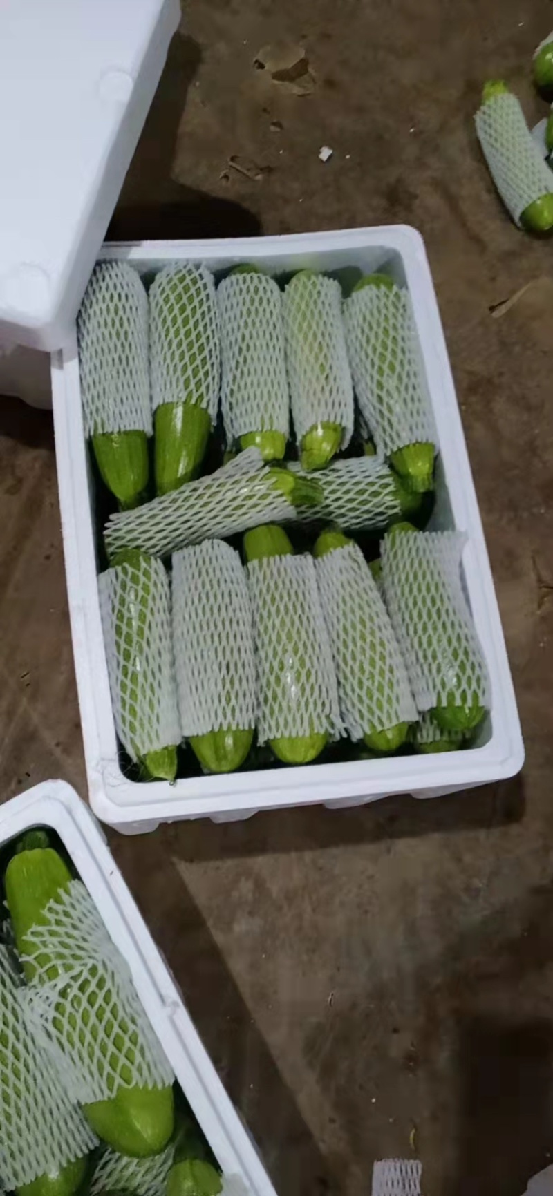 山东绿皮西葫芦可视频看质量量大货优提供任何包装